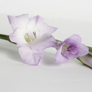 Bunga Gladiolus Segar Potong Berkualitas Tinggi Ekspor dari Cina 10 Tangkai 80-100cm untuk Dekorasi Meja Rumah, Rangkaian Bunga, Buket, DIY - Product Image 3