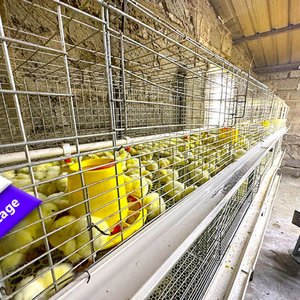 Fabrika tedarikçisi gana doğrudan tarım satış iyi fiyat tavuk yetiştiriciliği bebek Brooder kafesleri pil H tipi tavuk çiftliği - Product Image 4