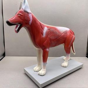 Modelo de Anatomía Canina - Especímen Muscular y Esquelético <span class=keywords><strong>Canino</strong></span> Grande para Enseñanza Veterinaria y Estudio de Ciencias Animales - Product Image 2