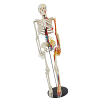 Squelette humain 85 cm en PVC, modèle d'os orthopédique médical, anatomie avec caractéristiques neurovasculaires, pour la formation des infirmières et l'utilisation scolaire