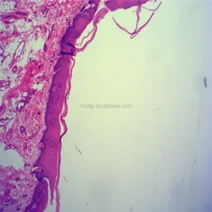 50 fette laboratorio di patologia medica microscopio in vetro soda lime acquista lip sec vetrini per microscopio per la preparazione dell'istologia umana