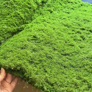Tapis de mousse en plastique pour gazon artificiel vert, plantes réalistes vernies aux UV, mur de jardin, sol de paysage - Product Image 2