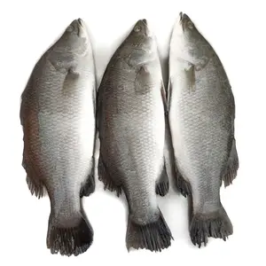 Buyer Fish Barramundi Supplier in China IQF IWP Whole Round Frozen Seafood Export Seabass