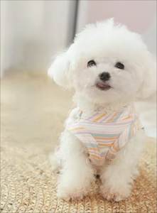 Toptan yeni tasarım çok renkli şerit köpek kedi yaz yelek yumuşak pamuk evcil hayvan giysileri gömlek örme tavşan ile - Product Image 5