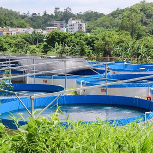 Bassin d'élevage commercial de tilapias, structure en acier galvanisé, revêtement en PVC, bassin rond pour aquaculture intensive en recirculation (<span class=keywords><strong>RAS</strong></span>) - Product Image 1