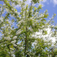 Pollen de Prunier Spécialisé SHUANGQIN pour la Pollinisation Artificielle – Haute Vitalité, Facilité de la Pollinisation, Stabilisation de la Qualité des Fruits