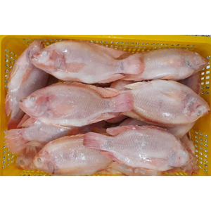 Produits de la mer frais et surgelés : Tilapia rouge, Pargo rouge, Tilapia, Exportation de poisson, Poisson surgelé, Pescado Tilapia Roja - Product Image 5