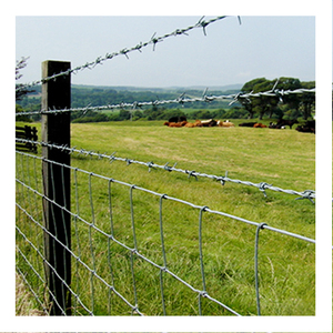 दक्षिण अमेरिका बाजार 500 मीटर 25किलोग्राम/रोल कैलिबर 15 16 गर्म डूबा हुआ हुआ बार्बेड वायर अलम्ब्रे डी प्यूस गैल्वेनिज़ाडो - Product Image 4