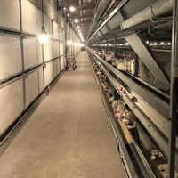 Nouvelle cage à poules pondeuses automatique à 120 places, empilable en H, avec courroie à fumier, en fil d'acier galvanisé, pour élevage avicole, garantie 2 ans
