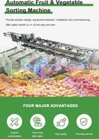 Machine de tri automatique des dattes rouges pour le calibrage et le traitement des fruits