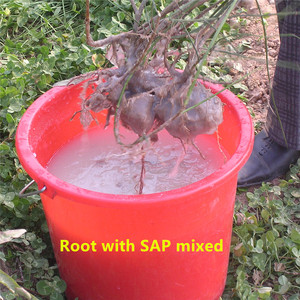 Sap siêu thấm polymer rắn mưa cho thỏa mãn của xoài nông dân - Product Image 4