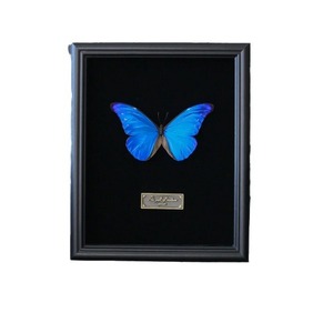 Bán buôn Bướm mẫu vật khung 3D sâu kính gỗ bóng hộp khung ảnh - Product Image 4