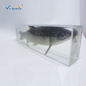 Disecación de carpa cebú y especímenes preservados; especímenes didácticos de biología del pez; especímenes preservados al por mayor para primaria y secundaria. - Product Image 1