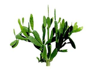 Estratto di Opuntia Dilenini/Estratto di Cactus/Estratto di Hoodia Cactus per la Salute e la Naturalezza - Product Image 3