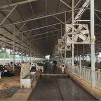 Auto Scraper Electric Cow Manure Scraper Combi Scraper System for Cattle Farm and Manure Scraper Machine for Dairy Cow Farm