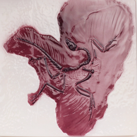 Modèle de Fossile et de Restauration Archaeopteryx en PLA, Marque Tianlian, Spécimen Pédagogique de Biologie
