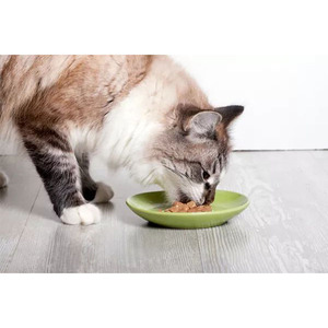 Venta al por mayor <span class=keywords><strong>comida</strong></span> enlatada <span class=keywords><strong>para</strong></span> <span class=keywords><strong>gatos</strong></span> OEM ODM <span class=keywords><strong>comida</strong></span> <span class=keywords><strong>persa</strong></span> <span class=keywords><strong>para</strong></span> <span class=keywords><strong>gatos</strong></span> - Product Image 3