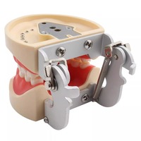 Modelo Dental de Práctica Removible de Venta Caliente para Entrenamiento Odontológico, con 28/32 Dientes y Encía Blanda Reemplazable