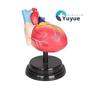 Modelo Anatómico Desmontable del Corazón Humano, Kit Educativo de Ciencias con Piezas de Vasos Sanguíneos, Material Didáctico para <span class=keywords><strong>el</strong></span> Aprendizaje de Biología - Product Image 1