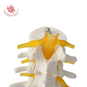 <strong>Lumbar</strong> <strong>Spinal</strong> <strong>Column</strong> Model With Sacral and Coccyx Bones Education Model - Product Image 5