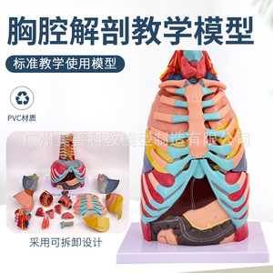 Modèle anatomique thoracique, modèle du tronc, modèle du système respiratoire, modèle du larynx, modèle de l'arbre bronchique, modèle du poumon et des segments pulmonaires - Product Image 1