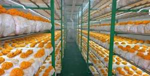 Système <span class=keywords><strong>de</strong></span> contrôle des applications agricoles Cabine verticale <span class=keywords><strong>de</strong></span> plantation intelligente Chunsheng - Product Image 6