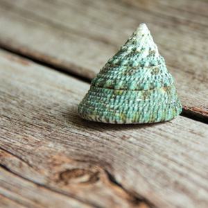 <span class=keywords><strong>2</strong></span>-4cm Green Tower Muschel Schnecke Green Natural Conch Aquarium Landschaft Schalentiere Einsiedler Krabben Muschel Proben Dekor Handwerk - Product Image 2