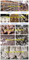 Machine de remplissage de sacs en champignons, remplisseuse pour champignons, vente en gros