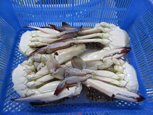 नए आगमन मौसम 2025 ताजा चीनी/चीन जमे हुए नीले तैराकी क्रब - Product Image 4