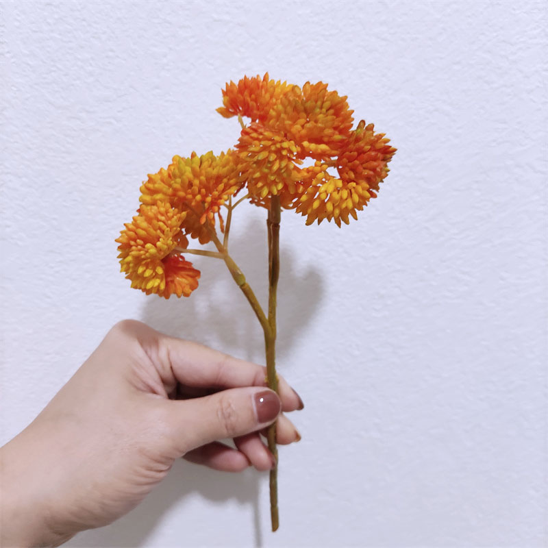 apple berry live plants