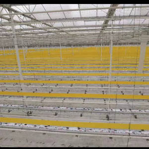 Piège à colle jaune HANYANG OEM/OEM de 10 cm x 100 m pour serres ou fermes, contre les thrips, les moucherons et les hoplophores - Product Image 2