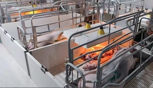 Lit de maternité pour porcelets, enclos de gestation pour truies, box de mise bas pour truies, cage de mise bas pour truies, lit de maternité pour porcelets - Product Image 6