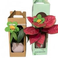 Boîtes d'expédition pour plantes en carton ondulé biodégradable, solutions d'emballage personnalisées pour plantes, boîtes de transport écologiques pour plantes
