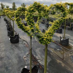 HOKBG-Sac de culture en plein air pour le jardin, gros, extérieur, 45, 50, 60, 200 gallons, PP tissé, plantes noires - Product Image 5