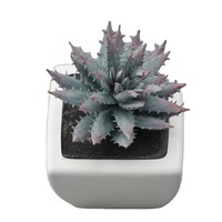 Shininglife piante in plastica bonsai cactus e succulente per la decorazione domestica quotidiana