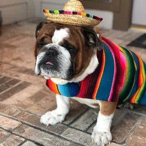 Toptan cadılar bayramı meksika tarzı Pet Serape köpek giysileri kostüm yelek köpek Pet panço