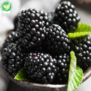 IQF Freeze <span class=keywords><strong>Organic</strong></span> Fresh Blackberries Sweet <span class=keywords><strong>Frozen</strong></span> Fruit em Embalagem a Granel - Product Image 4