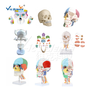Cráneo Humano de Color con Columna <span class=keywords><strong>Cervical</strong></span>, Modelo de <span class=keywords><strong>Esqueleto</strong></span> Humano 170 - Product Image 6