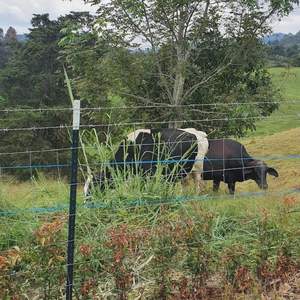 American Farm 6 FT Galvanizado T-Post Green Metal Farm Fence Piquete <span class=keywords><strong>de</strong></span> hierro con número <span class=keywords><strong>de</strong></span> modelo 3D Madera tratada a presión para la venta - Product Image 5