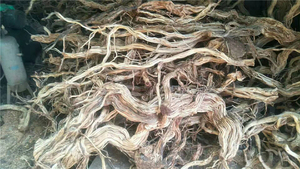 Groothandel Kwaliteit Geel Aquarium Azalea Wortel - Product Image 2