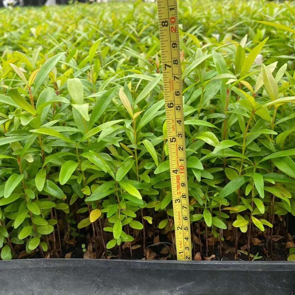 Завод рассады красный автомобиль рассада