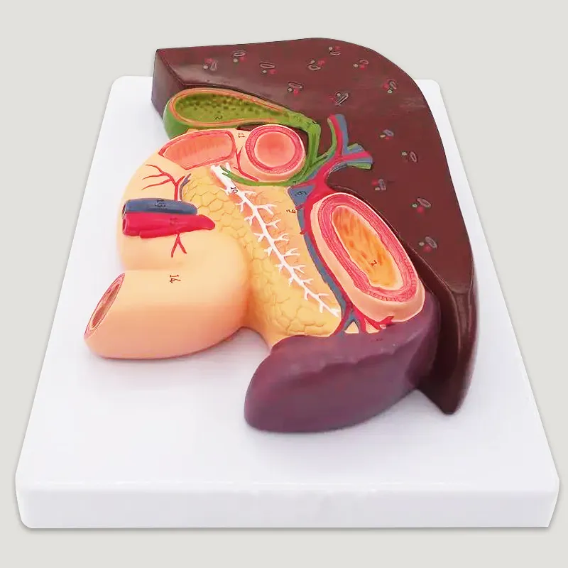 Anatomia médica do fígado, pancreas, spleen, duodenum, modelo de treinamento do estômago