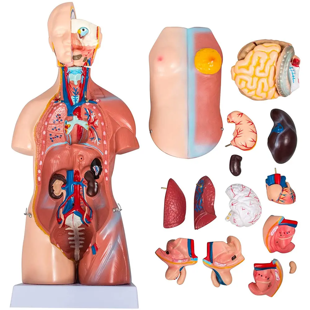 Modelo de cuerpo humano Orso de 10,5 pulgadas, muñeca de anatomía, modelo de órganos educativos para enseñar, estudiantes de clase de estudio