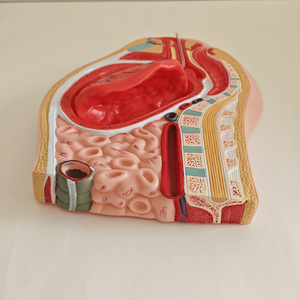 Modello Anatomico di Separazione Placentare, Modello di Anatomia Pelvica Femminile con Placenta - Product Image 2