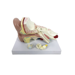 Versión profesional del modelo anatómico del ojo humano, estructura ocular, características faciales, enseñanza de oftalmología - Product Image 4