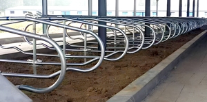 Cubículos <span class=keywords><strong>de</strong></span> Establos Libres para Vacas Lecheras en Venta para un Descanso Confortable y una Gestión <span class=keywords><strong>de</strong></span> Alimentación Óptima - Product Image 4