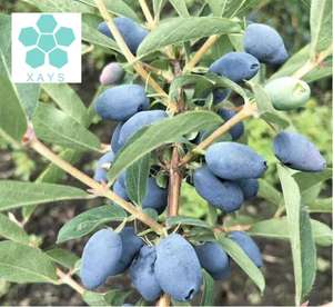 100% 천연 스위트베리 허니 추출물 로니세라 카에룰 레아 추출물 스위트베리 추출물 분말 - Product Image 2