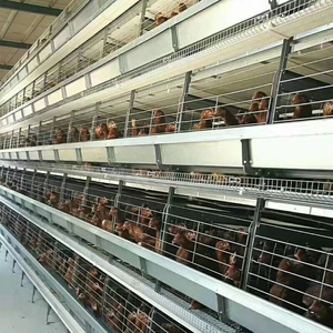 Système de cages à poules pondeuses entièrement automatique de type H, best-seller, adapté aux fermes avicoles commerciales - Product Image 5