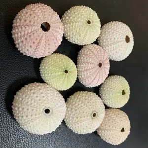 Natural Small Sea Urchin Shell Wedding Decoration Conch Beach Seashells Coastal Home Decoration