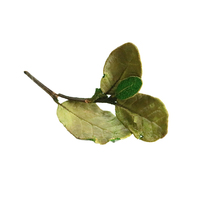 Plantes décoratives d'intérieur tendance, feuilles jaunes de poire avec branches, feuilles de Limau Kasturi avec branches